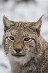 Luchs - Wildpark Poing